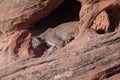 Cougar walking out of a sandstone arch Royalty Free Stock Photo