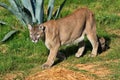 Cougar walking Royalty Free Stock Photo