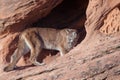 Cougar walking into a sandstone arch and looking back over it`s shoulder Royalty Free Stock Photo