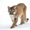 A Cougar Walking on a solid white empty space, towards the camera Royalty Free Stock Photo