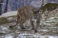 Cougar walking towards the camera