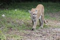 Cougar walking among the vegetation