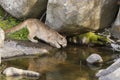 Cougar at Water Hole