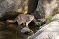 Cougar at Water Hole