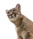 Cougar on white surface. Royalty Free Stock Photo