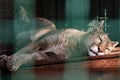 Cougar wild cat animal sleeping in cage aviary Royalty Free Stock Photo