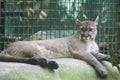 Cougar in a zoo Mexico, Tabasco, Villahermosa