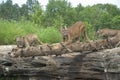 Cougars Royalty Free Stock Photo
