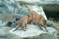 Cougars Royalty Free Stock Photo