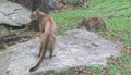 Cougars in North Carolina