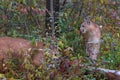 Cougars Puma concolor Prowl in Snow Dusted Leaves Autumn