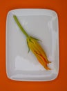 Cougette or zucchini flower for cooking fritters or beignet.on white plate