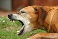 Coughing dog Royalty Free Stock Photo