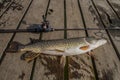 Cought Pike fish. Fishing trophy with fishing rod