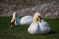 Coule of white swans eating and relaxing on riverbank Royalty Free Stock Photo
