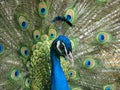 The coulers of the beautiful looking peacock, bird Royalty Free Stock Photo