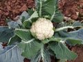 Couliflower  vegetable cultivated in village area Royalty Free Stock Photo