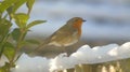 coulorfull winters robin red brest Royalty Free Stock Photo