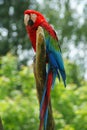 Coulourful Parrot enjoying life