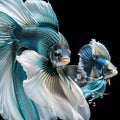 coulpe of amazing bright azure color Betta fishes male with long tail and fins posing against black background. close up. Digital