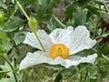 Coulter\'s Matilija poppy or California tree poppy (lat.- Romneya coulteri