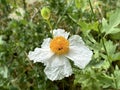 Coulter\'s Matilija poppy or California tree poppy (lat.- Romneya coulteri