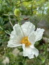 Coulter\'s Matilija poppy or California tree poppy (lat.- Romneya coulteri