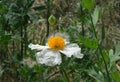 Coulter\'s Matilija poppy or California tree poppy (lat.- Romneya coulteri