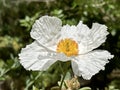 Coulter\'s Matilija poppy or California tree poppy (lat.- Romneya coulteri