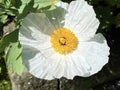 The Coulter`s Matilija poppy Romneya coulteri, Californian Tree Poppy or Der Kalifornische Bauernmohn, Mainau - Constance