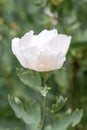 California tree poppy Romneya coulteri, white flower Royalty Free Stock Photo