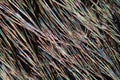 Coumarin crystals under the Microscope Royalty Free Stock Photo