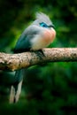 Couna, Coua cristata, rare grey and blue bird with crest, in nature habitat, sitting on the branch, Madagascar. Birdwatching in