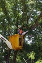 Council worker trimming trees