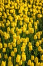 Count the yellow tulips