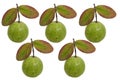 5 countable numbers of guava fruits with white background Royalty Free Stock Photo