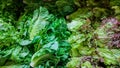 A counter on the farmers market fresh natural green organic vegetables Royalty Free Stock Photo