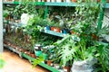 counter in the store with flowers.Different flowers on the shelf in the supermarket. Royalty Free Stock Photo