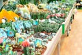 counter in the store with flowers.Different flowers on the shelf in the supermarket. Royalty Free Stock Photo