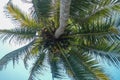 Countless coconuts hanging on coconut tree Cocos nucifera Royalty Free Stock Photo