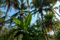 Countless coconuts hanging on coconut trees Cocos nucifera - Coconut and banana plantation Royalty Free Stock Photo