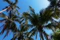 Countless coconuts hanging on coconut trees Cocos nucifera Royalty Free Stock Photo