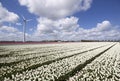 Countless colored tulips landscape and windenergy Royalty Free Stock Photo