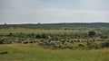 Countless herds of herbivores in the African savanna.