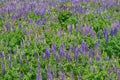 Countless lupines... blue, mauve, pink flowers in sea of green