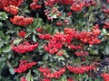 Countless pyracantha berries in a hedge