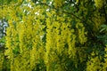 Countless yellow flowers of laburnum in May Royalty Free Stock Photo