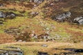 Solitary sheep on hillside