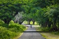 Country background image of Road With Trees At Both Sides Masnagudi Tamilnadu India