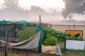 Backyard Vegetable Garden In Early Morning Fog